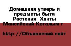 Домашняя утварь и предметы быта Растения. Ханты-Мансийский,Когалым г.